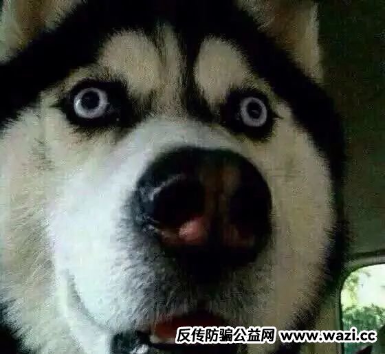 十大“诈骗笔记”曝光！