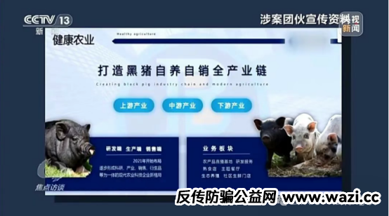 【资金盘骗局揭秘】“云养黑猪”竟是传销陷阱！数万人血本无归！