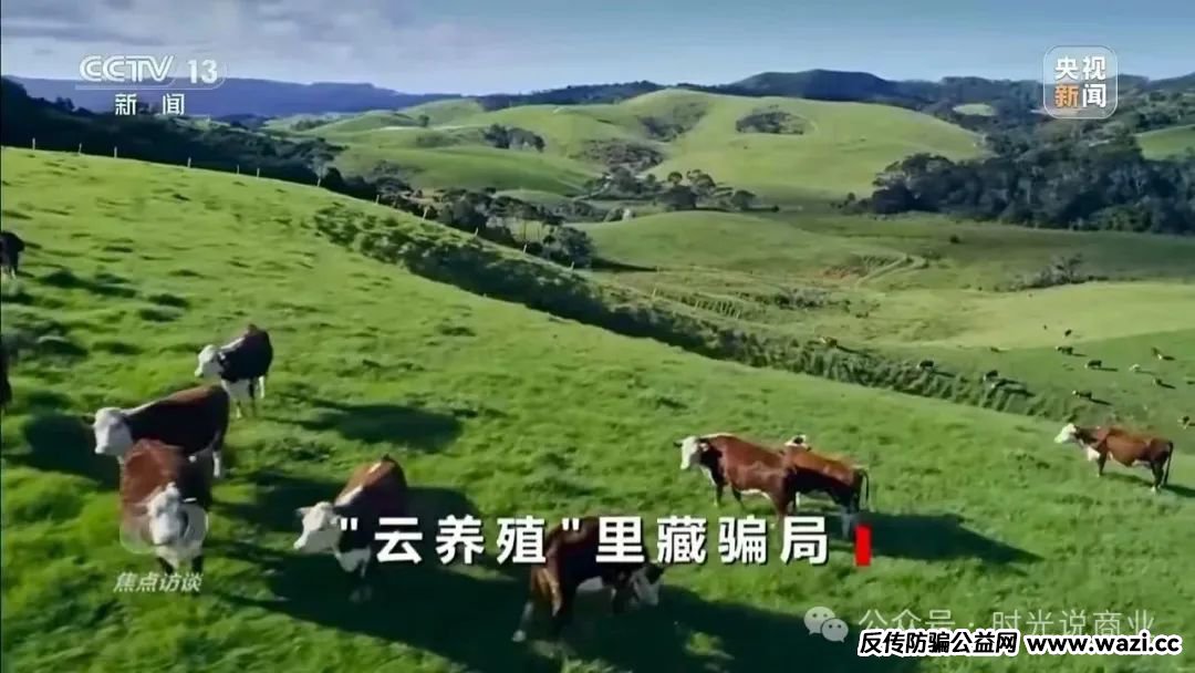 【云养猪】2000元日赚梦碎，揭开云养背后吃人不吐骨的骗局！