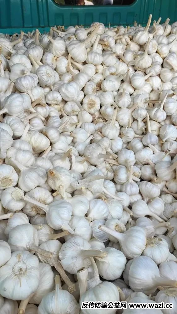 大蒜江湖，骗局横行！百亿资本陷阱背后的“蒜盘”黑洞